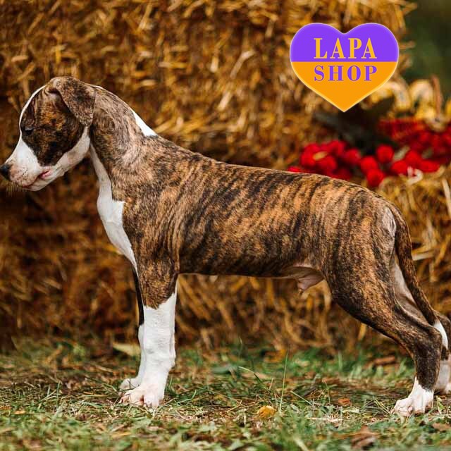 krasynchik-terier-02