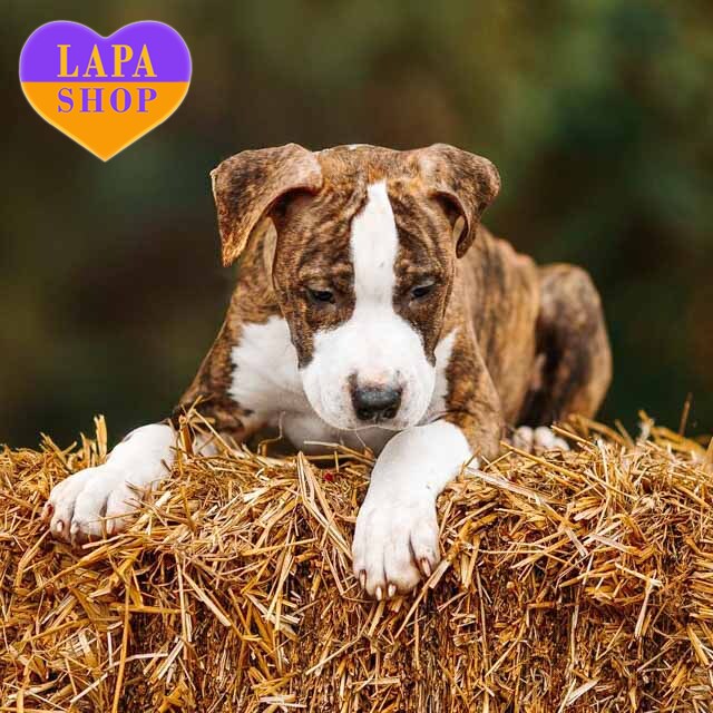 krasynchik-terier-03