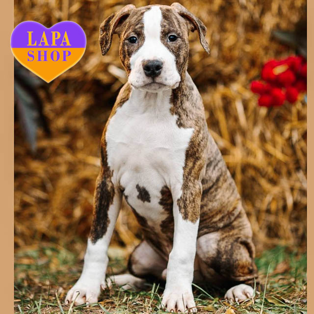 krasynchik-terier-05