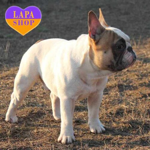 Very Beautiful and Modest French Bulldog Kupidon