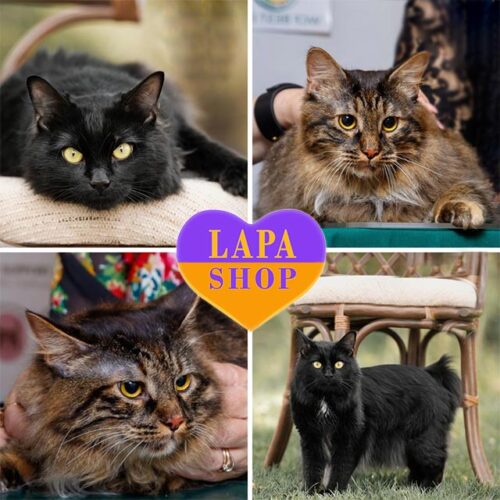 Charming Pair of Kurilian Bobtails Eney and Emory