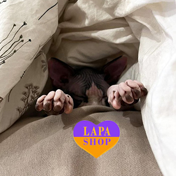 The Lapa Universe liliya sfinks foto