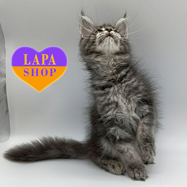 Lucretia is a Sweet Maine Coon Kitty in a Blue Silver Fur Coat