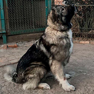 Мила дівчинка породи кавказька вівчарка Jeneva mama kavk 2