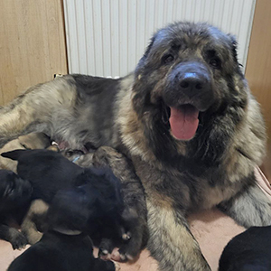 Сіра красуня породи кавказька вівчарка Denni mama kavk