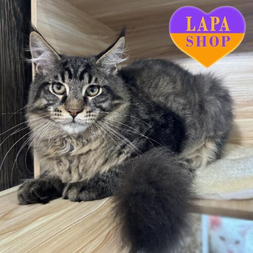 Голубо-мраморный красавчик породы мейн-кун Амстердам