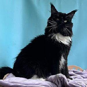 Очень красивый и харизматичный котенок породы мейн-кун Брайан mco dad