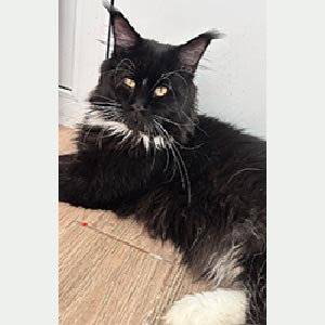 Очень красивый и харизматичный котенок породы мейн-кун Брайан mco dad1