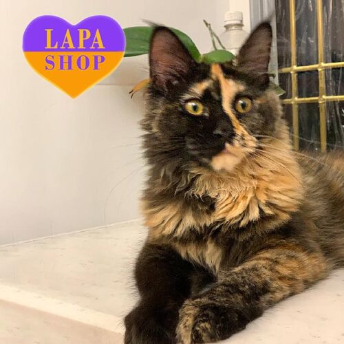 Maine Coon Beauty in a Tortoiseshell Fur Coat Dalida