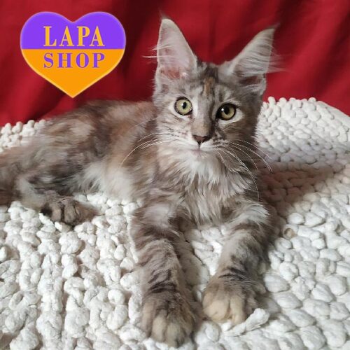 Красуня породи мейн-кун черепахово-сріблястого забарвлення Лоліта