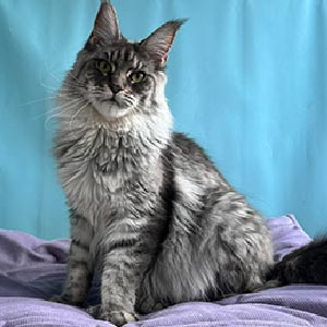 Очень красивый и харизматичный котенок породы мейн-кун Брайан mco mom