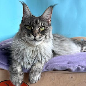 Очень красивый и харизматичный котенок породы мейн-кун Брайан mco mom1