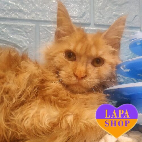 Николь — милая кошечка породы мейн-кун яркого мраморно-рыжего окраса