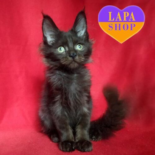 Кошеня породи мейн-кун в чорній шубці Онікс