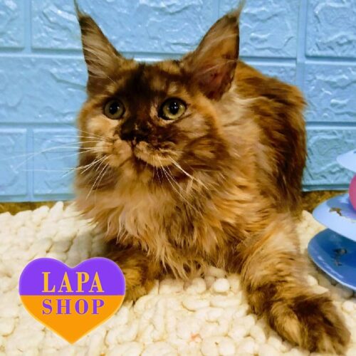 Димно-черепахова кішечка породи мейн-кун Поллет