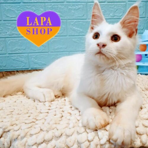 Кошеня породи мейн-кун в розкішній білій шубці  Прохор