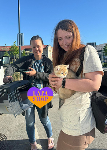 Dostawa kociąt i szczeniąt do Polski i z Polski nadiya kyuti1