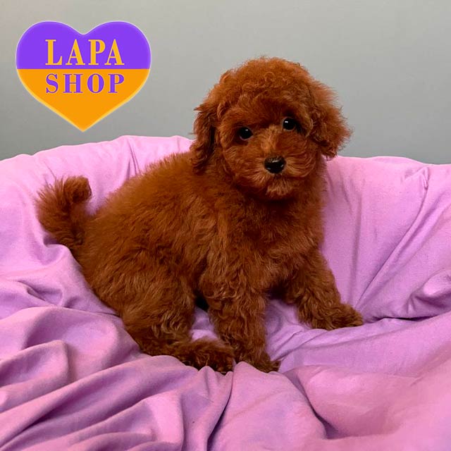 Beauty Toy Poodle Nairobi