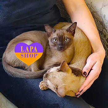 The Lapa Universe natalya hmelnytskyy burma