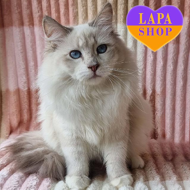 Neva Masquerade Black Smoke Siberian Kitten Masquerade Cat Cattery