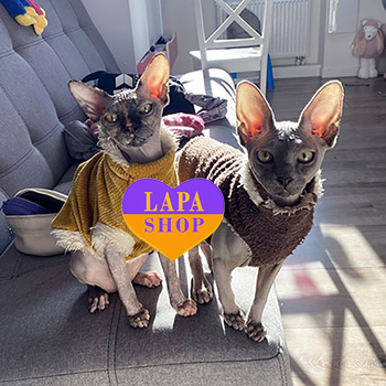 The Lapa Universe olha sfynksy 3