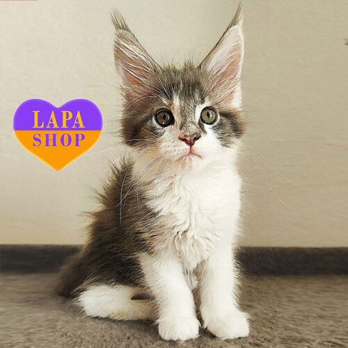 Чарівна кішечка породи мейн-кун Оллі — ваша майбутня улюблениця