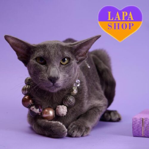 Marmelade is a Charming Oriental Blue Kitty