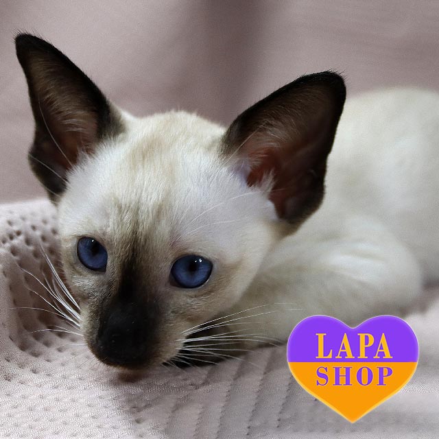 Siamese Kitten Oriental Longhair Kittens For Sale Siamese Cat