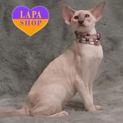 Сіамська красуня Рашель