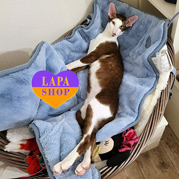 The Lapa Universe orik mon