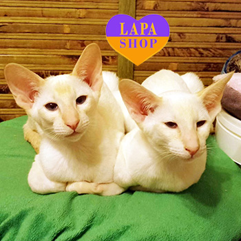 The Lapa Universe oriky anastasii