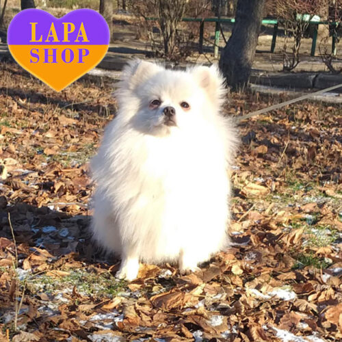 Білосніжний хлопчик Паддінгтон породи померанський шпіц