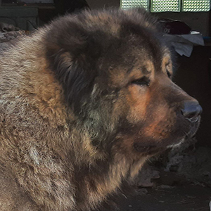 Мила дівчинка породи кавказька вівчарка Jeneva papa kavk