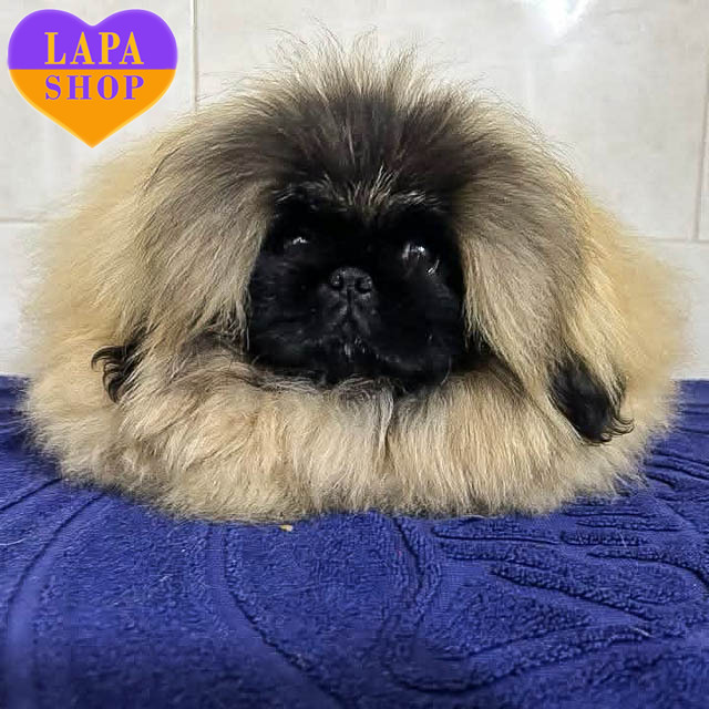 Pekingese-01