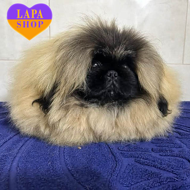 Pekingese-03