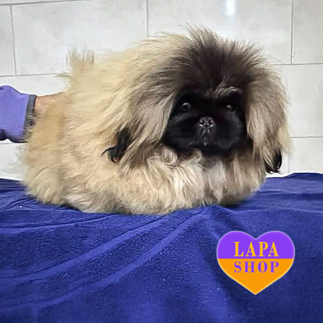 Pekingese-04