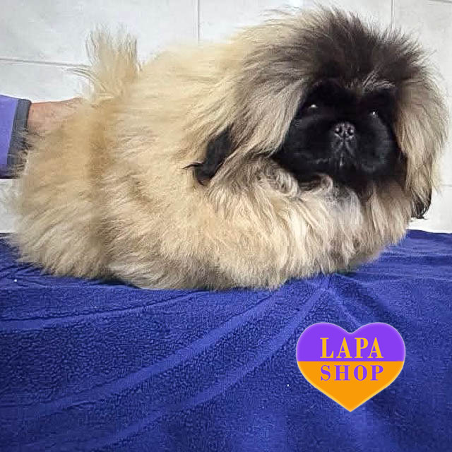Pekingese-05