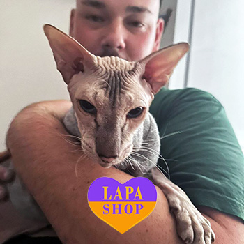 The Lapa Universe photo 2024 09 09 18 56 05