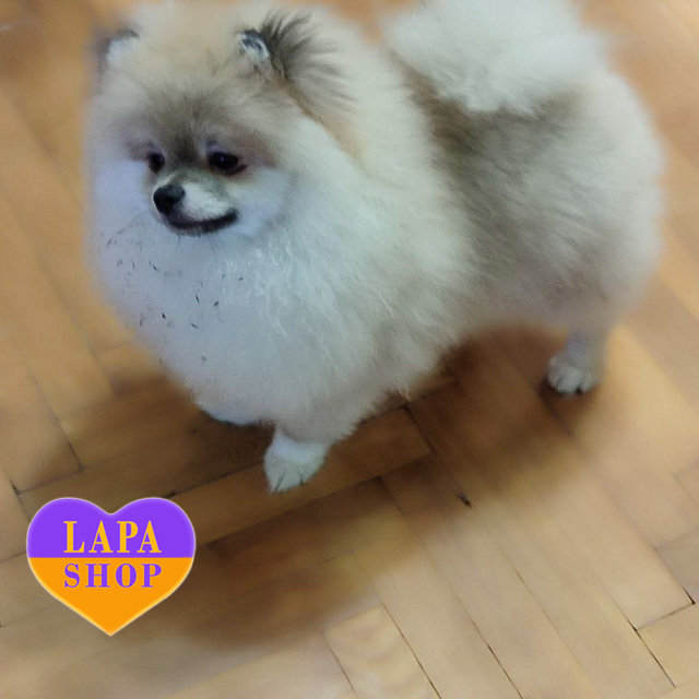 Cute Pomeranian Boy Color Cream Sable