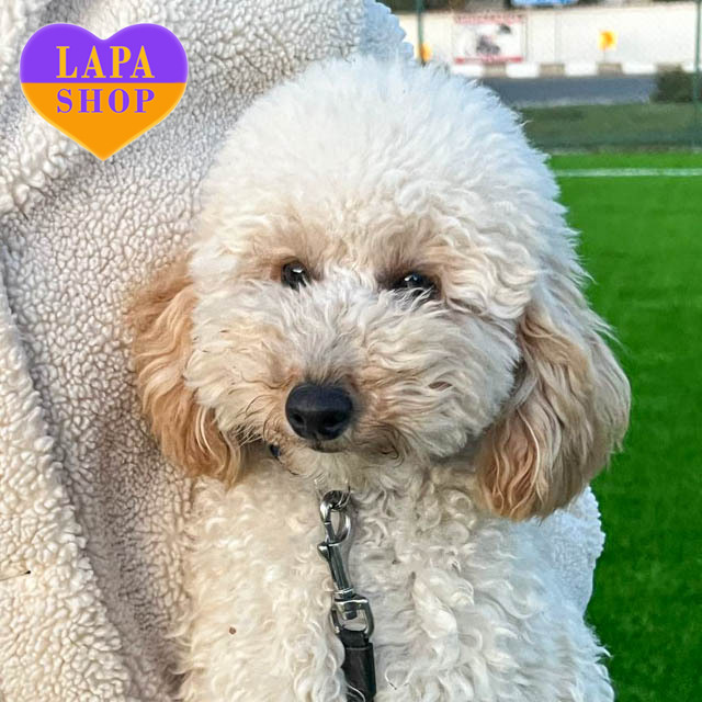 Mini Poodle Colors Small Wonders Toy Poodles Red Miniature Poodle Boy