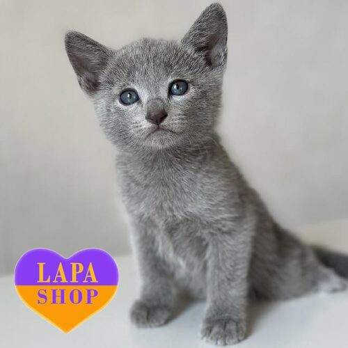 Миле російське блакитне кошеня Quick Silver