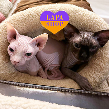 The Lapa Universe sfinksy avstriya 1