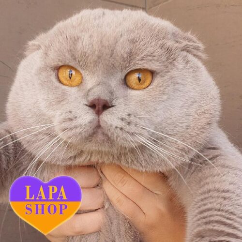 Розкішний висловухий шотландський котик в ліловій шубці Ірис — в розведення