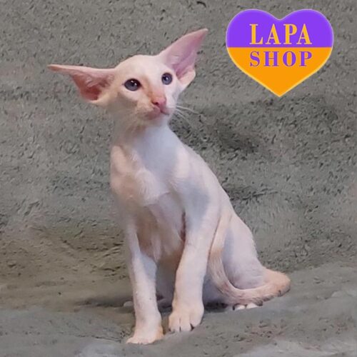 Siamese Kitten Rafael