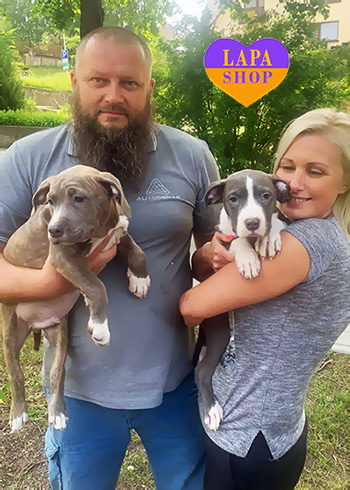 Dostawa kociąt i szczeniąt do Polski i z Polski stafy vid zoryany