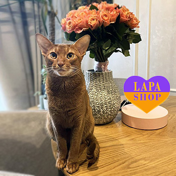 The Lapa Universe sverenyak abik