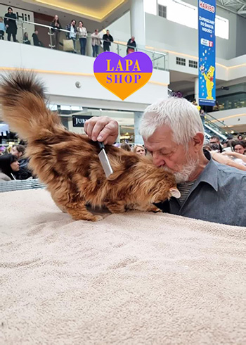 Dostawa kociąt i szczeniąt do Polski i z Polski sybirskyy polscha 2