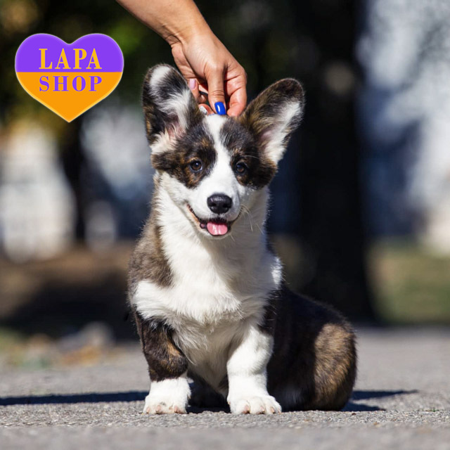 Welsh Corgi Cardigan Tiger Girl is Waiting for a Family