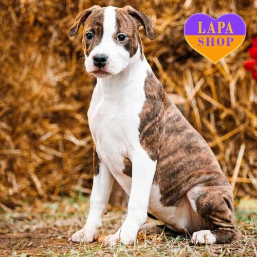 Baby Shark — Tiger and White American Staffordshire Terrier Beauty Girl