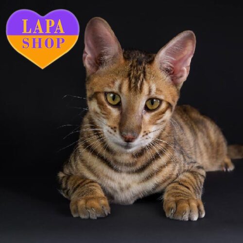 Grom is a Charming Cat of the Unique Breed Toyger